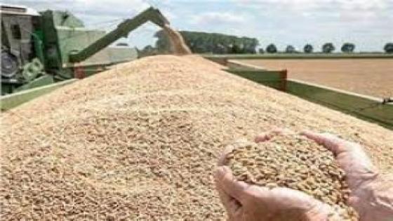 صرف الدفعات الثانية من القمح لكافة المزارعين