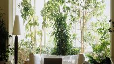 منها النباتات الطبيعية.. اعرفِ طرق إضفاء البهجة على منزلك